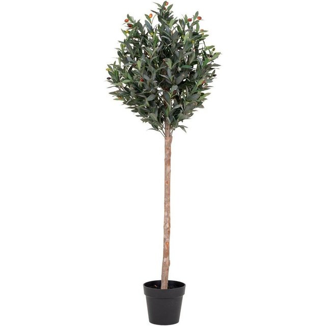 Olivenbaum-Dekopflanze